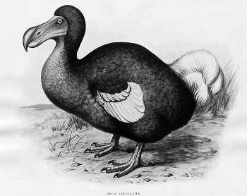 L'HOMME, CE FLÉAU PLANÉTAIRE (ET ÇA NE DATE PAS D'HIER) dans Culture dodo-d7340